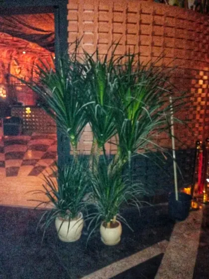 An outdoor entrance to a commercial establishment featuring a cluster of Dracaena plants. These hardy plants are excellent for creating a green welcome in covered outdoor areas.
