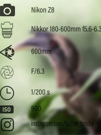 A close-up portrait of an Indian Grey Hornbill, captured right in the heart of Mumbai.