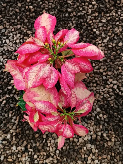 The Poinsettia season is here. This variety shows off beautiful pink and cream bracts, a festive twist on the classic red.