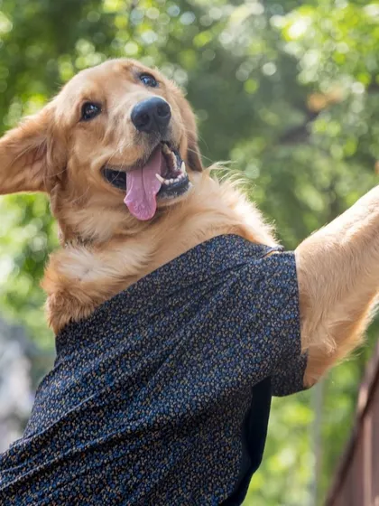 A joyful, windswept shot of Simba the golden retriever looking like he's on top of the world.