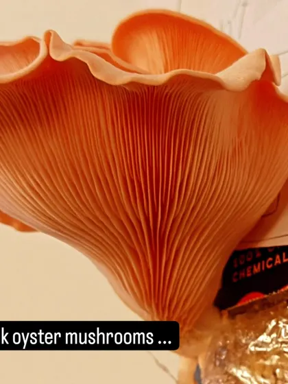 A beautiful pink oyster mushroom, grown in our classroom as part of a hands-on mycology project.