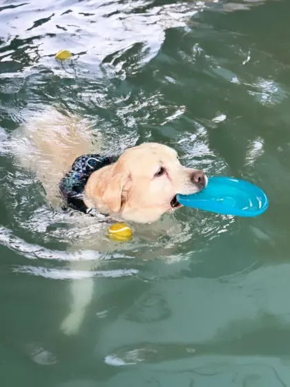 A Labrador enjoying a game of fetch in the water. The pool is a great place for interactive play, helping to strengthen the bond between you and your dog.