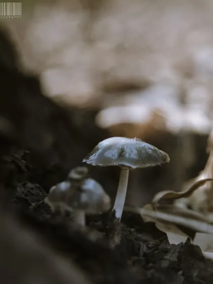 A tiny mushroom growing on the forest floor. The soft, natural light gives this shot a magical, fairytale quality.