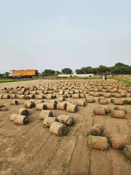 A wide shot of our turf farm with a delivery truck in the background, illustrating our farm-to-project supply chain.