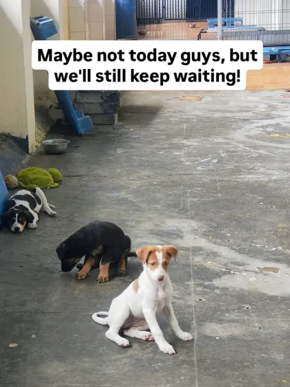 This sweet litter of shy but playful indie pups is waiting at our Trauma Centre. They are still very attached to their mother but are slowly learning to trust people. They need a patient family to help them blossom.