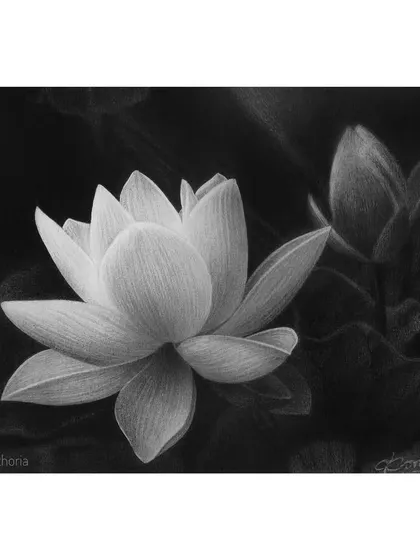 A drawing of a lotus flower, where I focused on creating a strong contrast between the bright petals and the dark background.