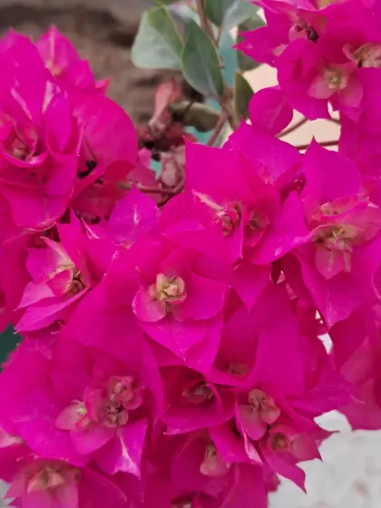 Bougainvillea is a hardy plant that provides a burst of color. This pink variety looks incredible when it's in full bloom.