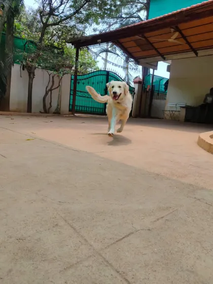 Another shot of our guest mid-zoomie. We ensure every dog has the chance to stretch their legs and play to their heart's content.