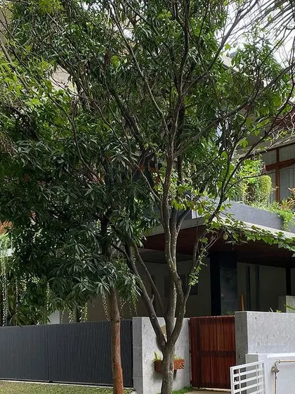 The 'House of Greens' nestled in its lush, green context, a key image from our award submission.