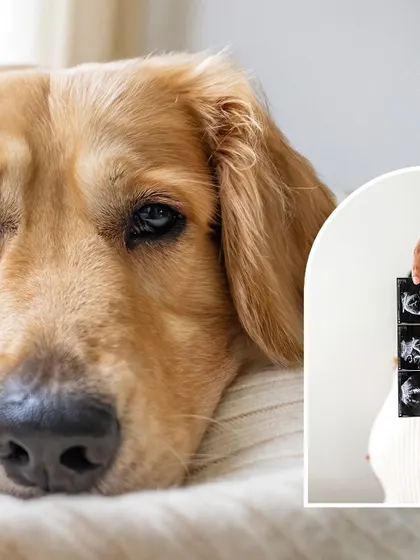 A creative maternity announcement featuring Hugo and the ultrasound photos. This is a beautiful way to show that your dog is just as excited about the new arrival as you are.