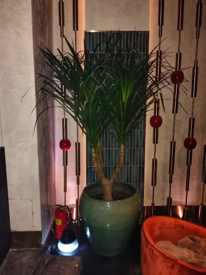 A tall Dracaena in a green ceramic pot adds a touch of sophistication to this lounge area. We carefully select plants and planters that match the interior decor and lighting of the space.