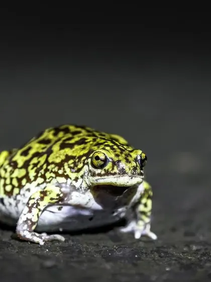 The vibrant yellow and black patterns of a Marbled Balloon Frog, one of the most striking amphibians found in our region.
