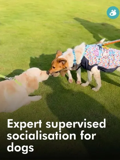 A duplicate of the expert-supervised socialization, emphasizing the safety and control at our events.