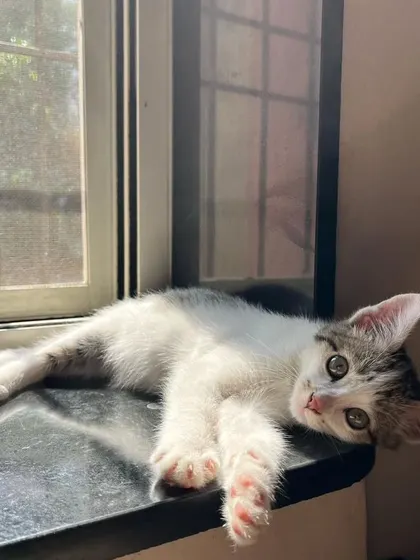 Here are more of the lovely cats I've had the pleasure of sitting. Each one has a unique personality, and I tailor my care to make them feel comfortable, from playful kittens to serene seniors.