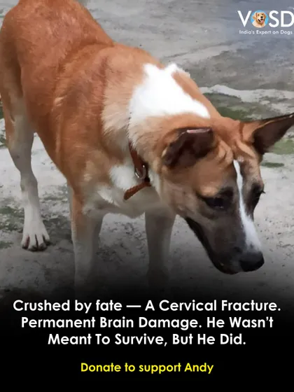 A cervical fracture and permanent brain damage meant Andy wasn't supposed to survive. But he did. He now lives a happy life with us, though he will always need specialized care.