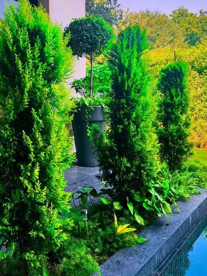 A close-up of the vibrant green foliage of the trees lining the pool, which adds life and color to the space.