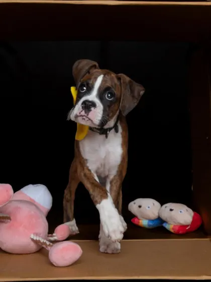 A creative "in the box" studio portrait of a boxer puppy. This fun setup creates a unique and playful composition.