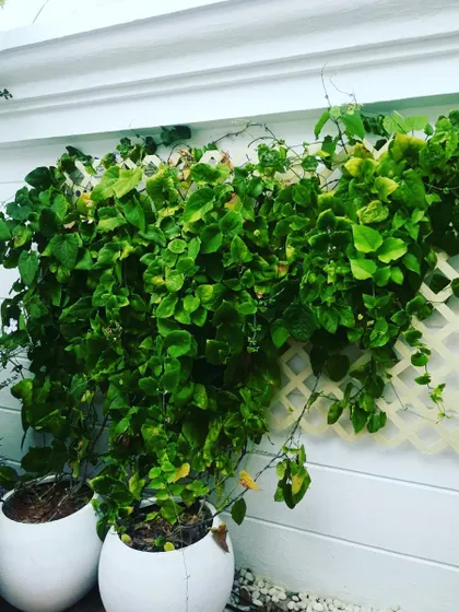 We used a simple white trellis to support climbing plants, encouraging vertical growth along the terrace wall. This is an effective method for softening hardscapes and adding a layer of green without using large planters.