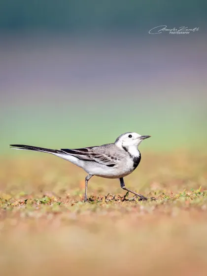 A White Wagtail walking across a lawn. The colourful, out-of-focus background adds a beautiful wash of colour to this simple scene.