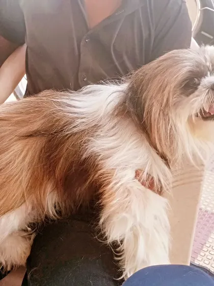 Cuddling with a Shih Tzu before its grooming. I ensure every pet feels secure.