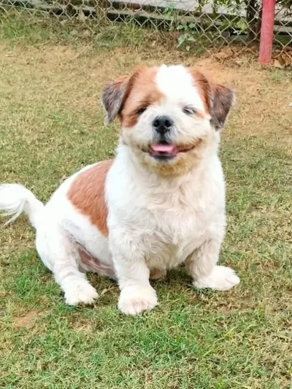 That smile says it all. This is Bruno, a 7-year-old Shih Tzu who is playful, friendly, and absolutely handsome. He is looking for a family to spend his golden years with.