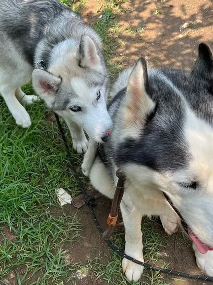 A close-up of the two Huskies interacting. It's important to supervise play to make sure everyone feels safe and happy.