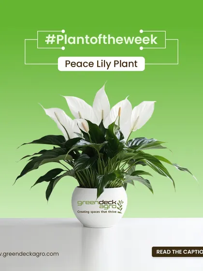 Our plant of the week is the Peace Lily. It's a beautiful, low-maintenance plant that actively cleans the air, making it a perfect choice for both homes and offices.