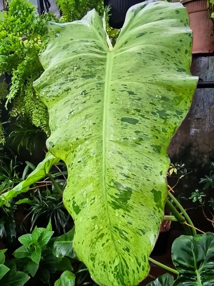 A huge, speckled leaf on a Philodendron Paraiso Verde. This plant is really sizing up and showing its magnificent variegation.