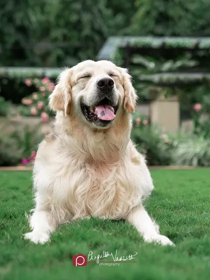 Eyes closed in sheer contentment. This Golden Retriever is soaking up the sun in the garden, a perfect picture of peace and happiness.