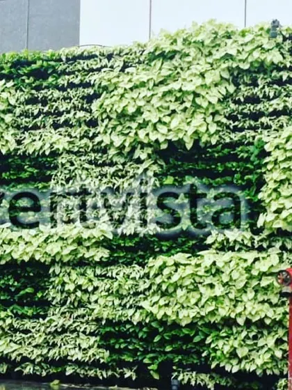 A close-up of the patterned outdoor wall, showing how the contrast between dark green and light green foliage creates a visually striking effect. This is an excellent way to convey a brand's sustainable identity.