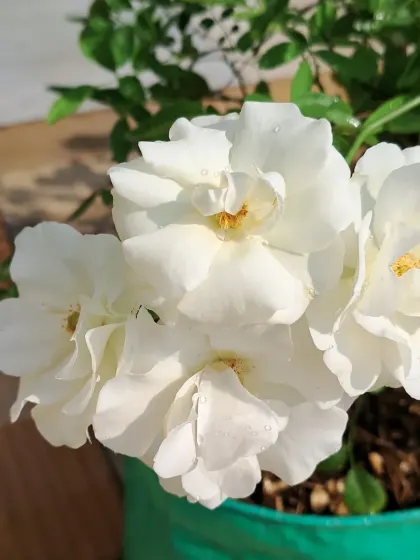 A bunch of white roses in a green grow bag.