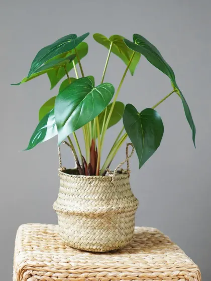 A broad-leafed plant in a natural woven seagrass basket. We offer a variety of pot options, including organic materials that add warmth and texture to an interior.