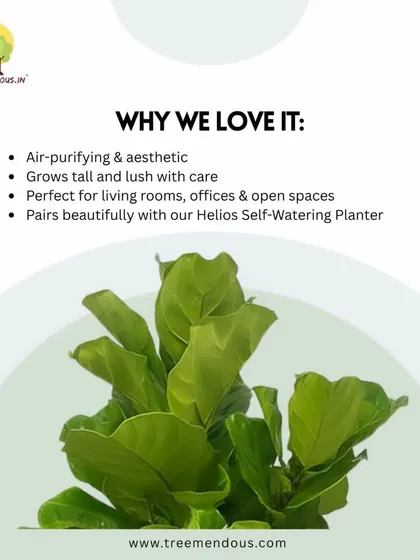Why we love the Fiddle Leaf Fig: it's both air-purifying and highly aesthetic. It grows tall and lush with proper care, making it perfect for living rooms, offices, and open spaces.