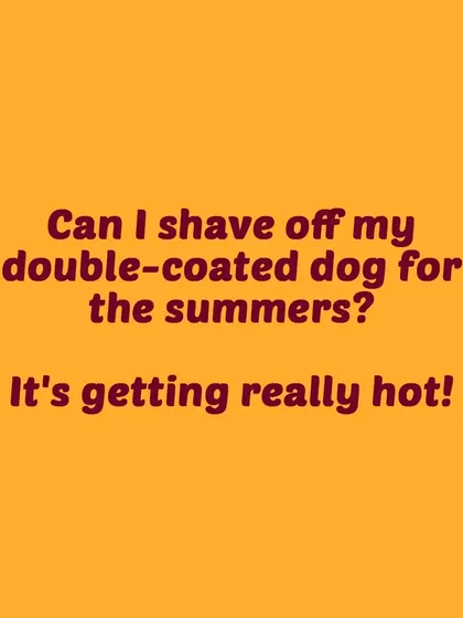 A common question we get is: "Can I shave my double-coated dog for the summer?" Let's explore why that's usually not a good idea.