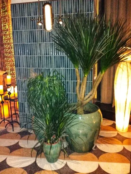 This arrangement in an elite residential lobby features large Dracaena plants in striking turquoise ceramic pots. The combination of dramatic foliage and stylish planters complements the unique floor tiles and ambient lighting perfectly.