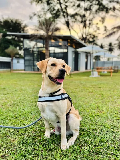A happy Labrador posing in front of our cafe and boarding facility at dusk.