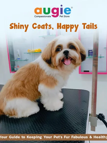 Shiny coats mean happy tails! This is your guide to keeping your pet's fur fabulous and healthy. We cover everything from diet to grooming to ensure they always look and feel their best.