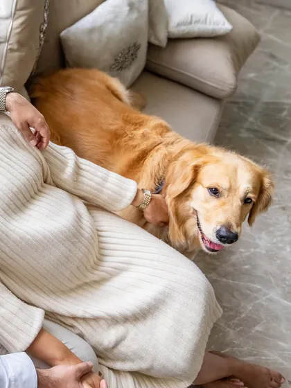 A happy golden retriever looks up at the camera while snuggling close to its pregnant owner on the couch.
