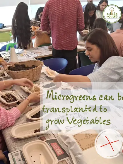 Myth: Microgreens can be transplanted to grow vegetables. Fact: They are harvested at a young stage and won't grow into full-sized plants. Learn the science behind it with us.