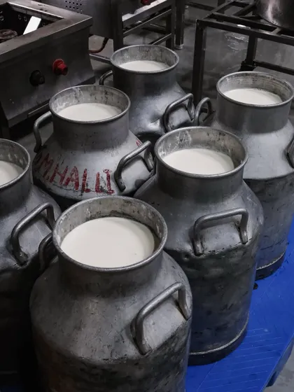 A close-up of the fresh milk, ready for the cheesemaking process. The quality of the milk directly impacts the flavor and texture of the final cheese, which is why we are so particular about our source.