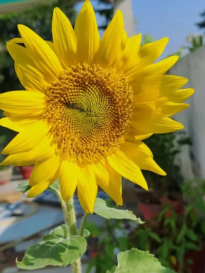A sunflower against a wall.