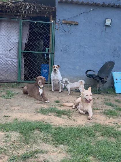 A group of our boarders relaxing together outside their room. We encourage calm coexistence and ensure every dog feels part of the pack.