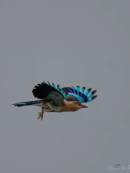 An Indian Roller captured mid-flight, showing the stunning shades of blue on its wings.