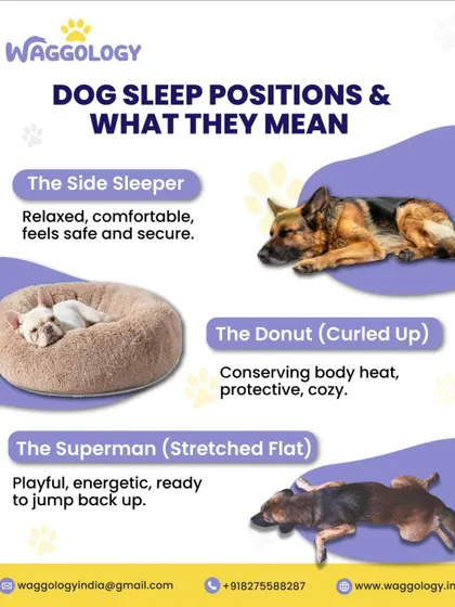 Did you know your dog's sleeping position can tell you how they're feeling? This infographic explains what different positions like "The Side Sleeper" and "The Donut" mean, helping you understand your pet even better.