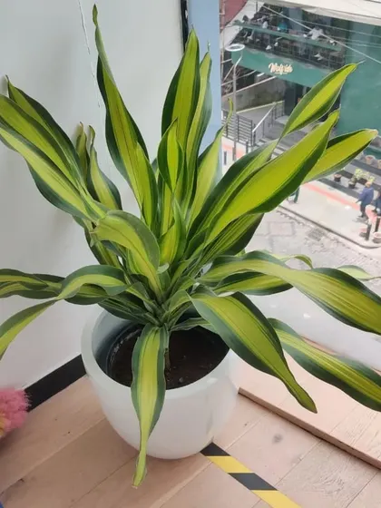 The vibrant yellow and green stripes of this Dracaena 'Song of India' brighten up the office and add a pop of color against the neutral interior.