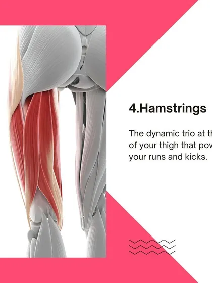 An illustration of the hamstrings. We teach you how this dynamic trio of muscles powers runs and kicks.