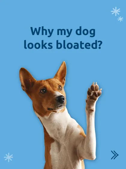 Is your dog looking bloated? It's a common issue, and this guide is here to help you understand the potential causes and solutions.