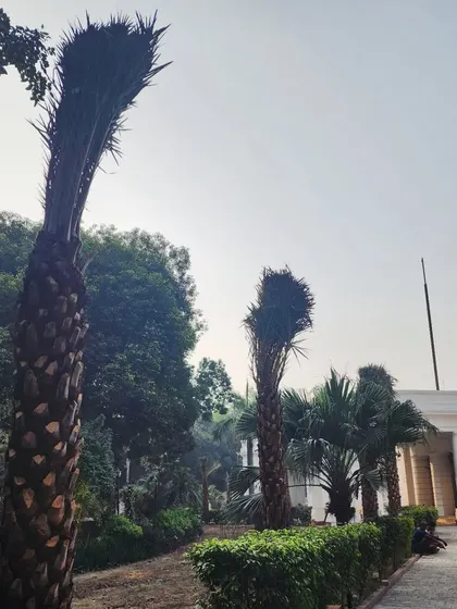 A row of majestic Date Palms installed by our team at a site on Tilak Marg, Delhi, adding a touch of natural elegance to the urban landscape.