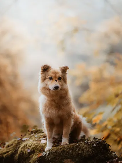 A stunning portrait of a fluffy dog perched on a mossy log, surrounded by the golden leaves of autumn. This image showcases the breathtaking beauty of fall in Luxembourg.