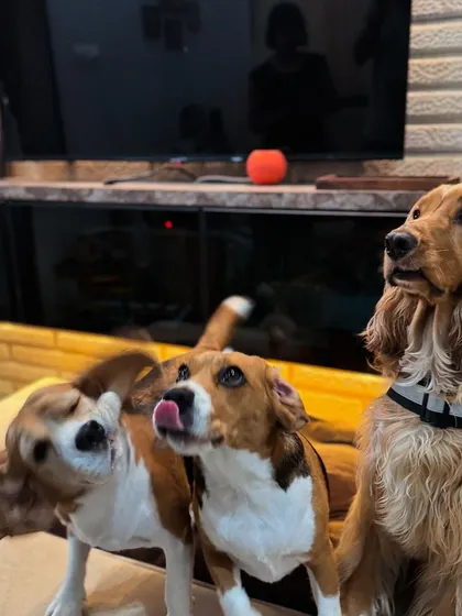 A candid shot capturing the different personalities of the three dogs.